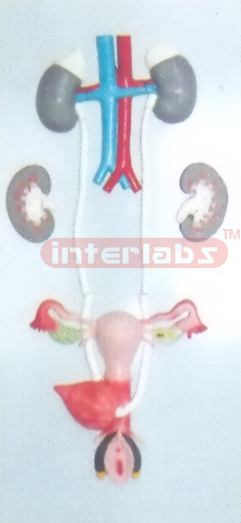 FEMALE UROGENITAL SYSTEM, PLASTIC PLATE ON BASE (FULL VIEW URINARY SYSTEM) (A TYPE)